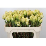 Leucadendron Valgepuu Pom-pom 70cm