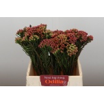 Brunia Red 40cm