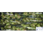 Cymbidium Tsümbiidium Melissa 80cm