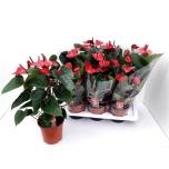 Anthurium andr Adios Red 4+ 17cm