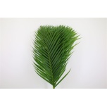 Palm leaf 80cm (pk)