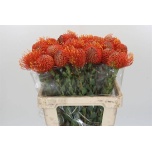 Leucospermum Nõelakera Gold Dust 60cm*10