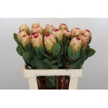 Protea Prootea grandicolor 60cm