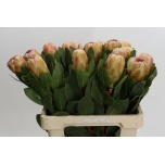 Protea Prootea Grandicolor 60cm