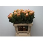 Protea Prootea Grandicolor 60cm