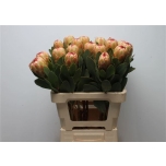 Protea grandicolor 60cm