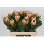 Protea Prootea grandicolor 60cm