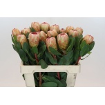 Protea Prootea grandicolor 60cm