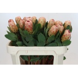 Protea Prootea Grandicolor 70cm