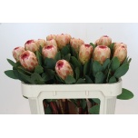 Protea Prootea Grandicolor 70cm