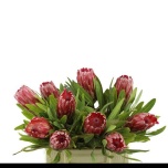 Protea Prootea Lancelot 40cm