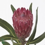 Protea Prootea Lancelot 50cm