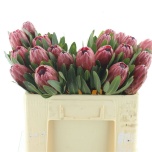 Protea Prootea Lancelot 50cm