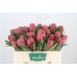 Protea Lancelot 50cm