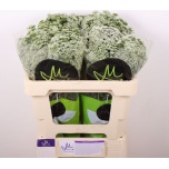 Ammi Visnaga Casablanca 50cm