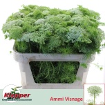 Ammi Visnaga Casablanca 70cm