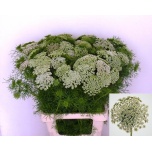 Ammi Visnaga Casablanca 70cm
