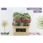 Ammi Visnaga Casablanca 70cm
