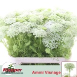 Ammi Visnaga Casablanca 80cm