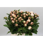 Paeonia Pojeng Festiv Maxima 40cm