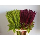 Amaranthus Rebashein MIX 70cm