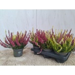 Calluna vulg Kanarbik mix in pot 2 colours 12cm
