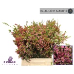 Chamelaucium Wax Flower My Sweet 16 40cm
