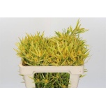 Leucadendron strictum 50cm