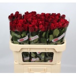 Roos 70cm Upper Class (Agri Lake)