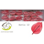 Anthurium Flamingolill Xavia