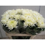 Chrysanthemum Krüsanteem BL Louis Germ White 150gr*10