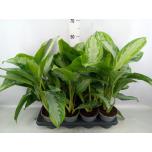 Aglaonema silver bay 14cm