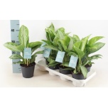 Aglaonema silver bay 14cm