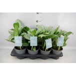 Aglaonema silver bay 14cm