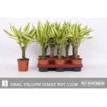Dracaena Draakonipuu frag yellow coast 11cm