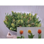 Tulp pa ov 34cm