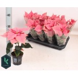 Euphorbia pulch Jõulutäht Mars Pink 10,5cm