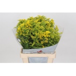 Solidago Kuldvits Golden Glory 70cm