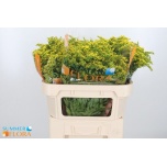 Solidago Kuldvits Golden Glory 70cm