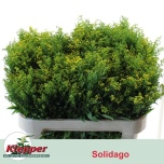 Solidago Kuldvits Golden Glory 70cm