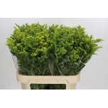 Solidago Kuldvits Golden Glory 80cm