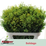 Solidago Kuldvits Golden Glory 80cm