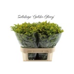 Solidago Kuldvits Golden Glory 80cm
