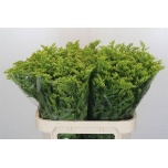 Solidago Kuldvits Golden Glory 80cm