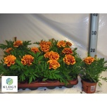 Tagetes patula grp other 9cm