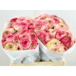 Ranunculus Tulikas ov 40-45cm