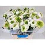 Ranunculus Tulikas ov 40-45cm