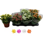 Kalanchoe Kalanhoe double rosalina mix 4 col 15cm