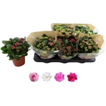 Kalanchoe Kalanhoe double rosalina mix 4 col 15cm