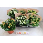 Kalanchoe Kalanhoe double mix 15cm